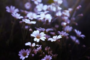 Delicate white flowers in soft light.
